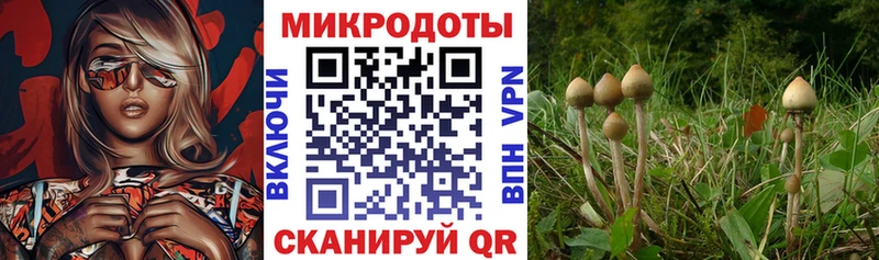 Псилоцибиновые грибы Psilocybe  даркнет Telegram  ОМГ ОМГ рабочий сайт  Рыбинск  где найти  